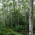 Picnic in the Woods